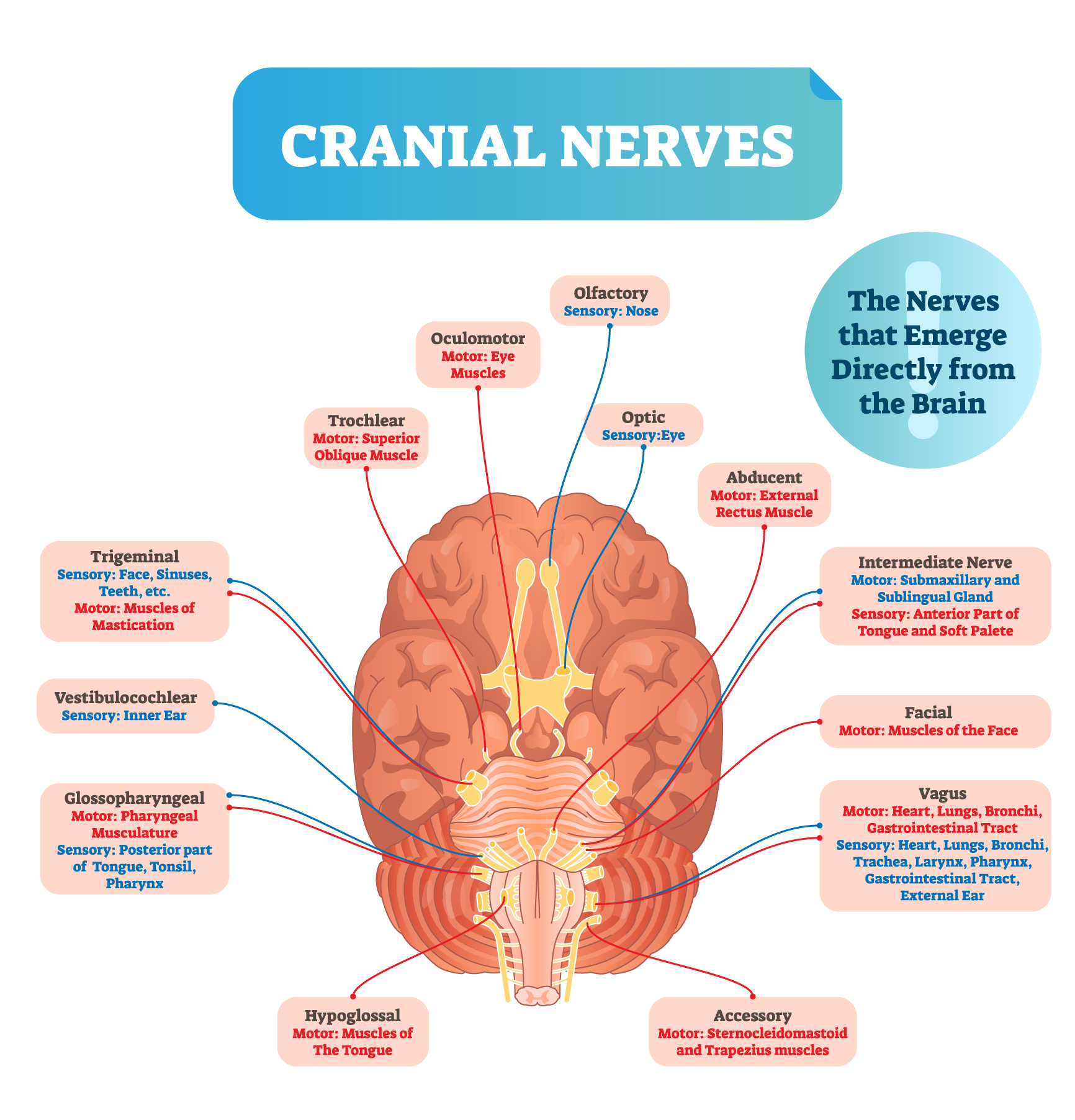 Brain NeuroAnatomy NEHC Academy