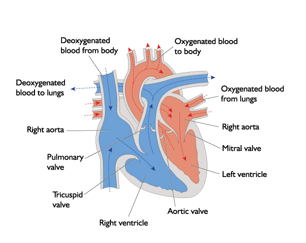 Heart – NEHC Academy