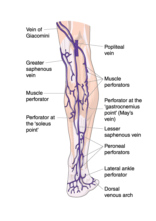 Veins – NEHC Academy