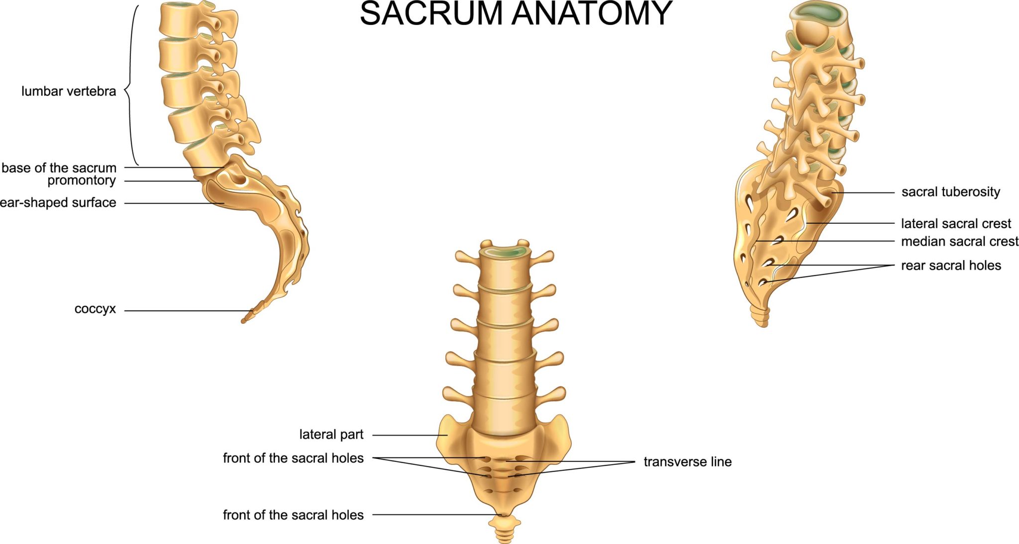 Vertebrae   Sacrum   NEHC Academy