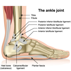 MusculoSkeletal – Ankle and Foot – NEHC Academy