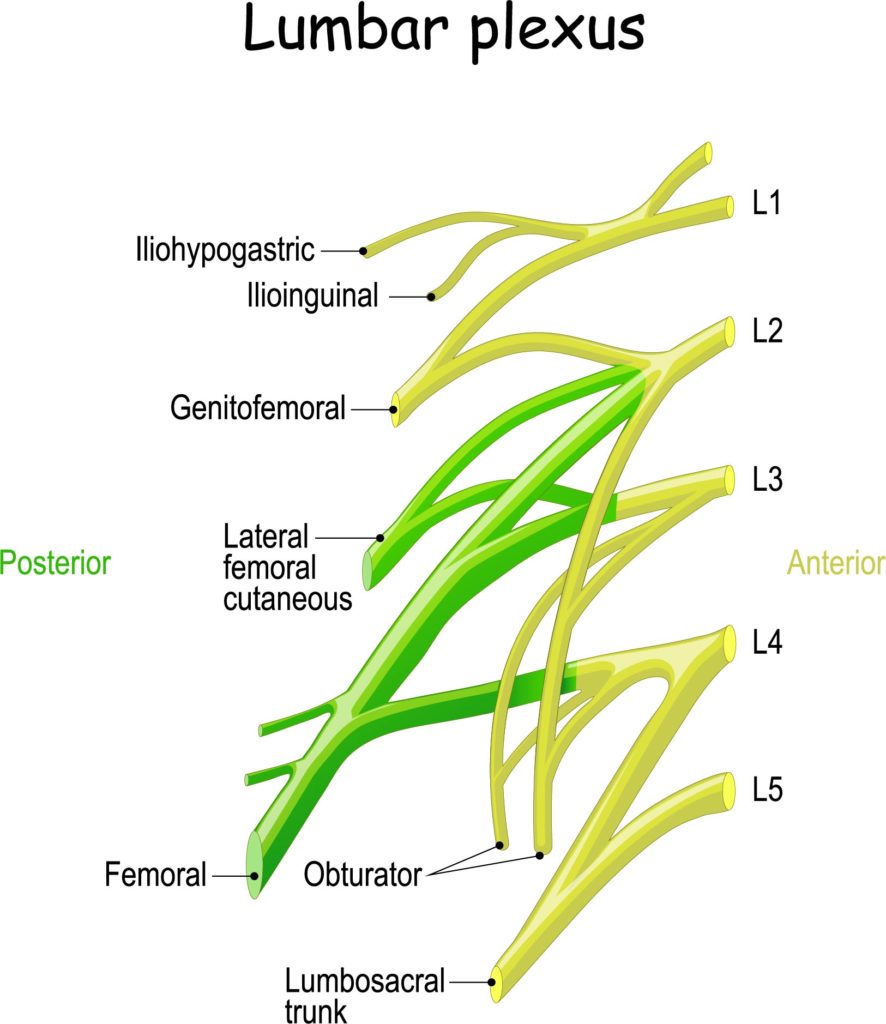 Nervous System – NEHC Academy