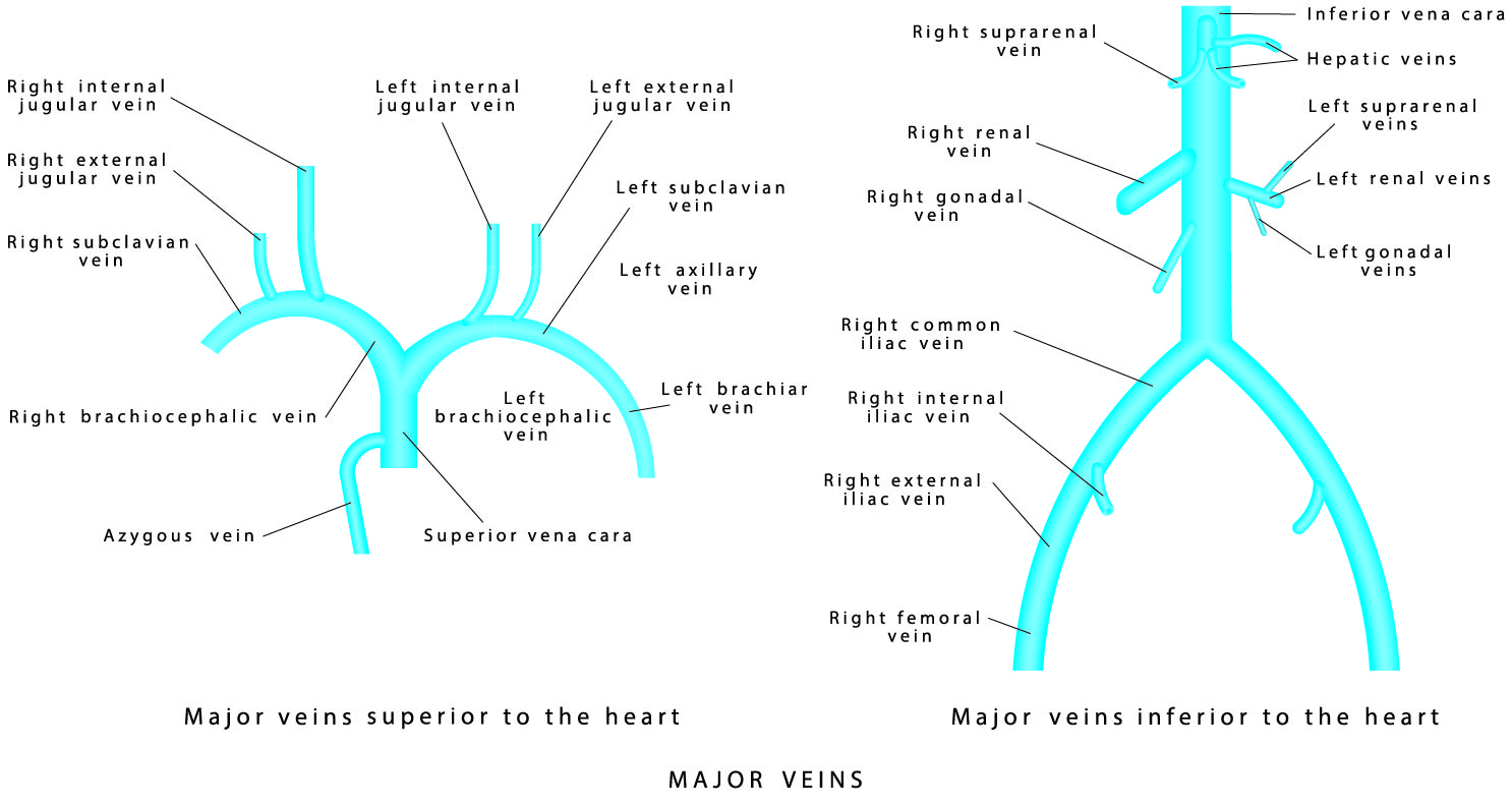 Veins – NEHC Academy