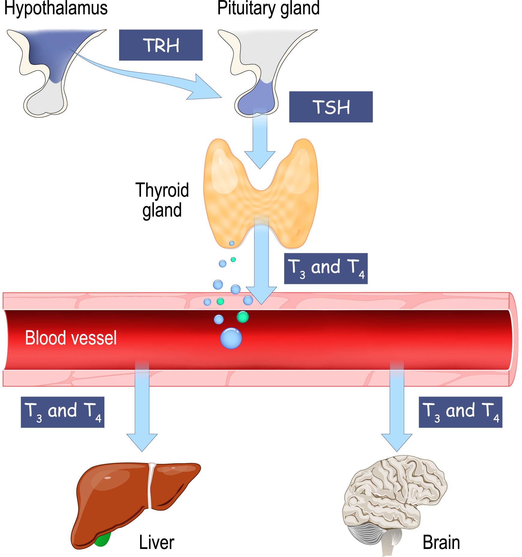 Thyroid – NEHC Academy