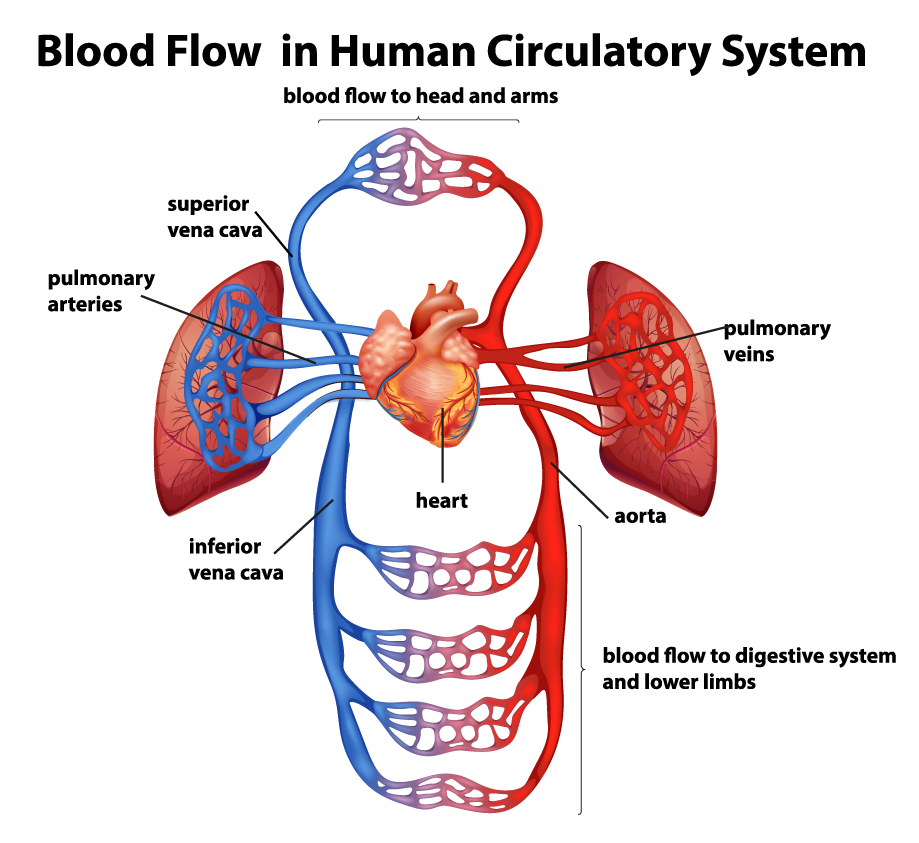 artery-human-body-circulatory-system-anatomy-anatomy-transparent