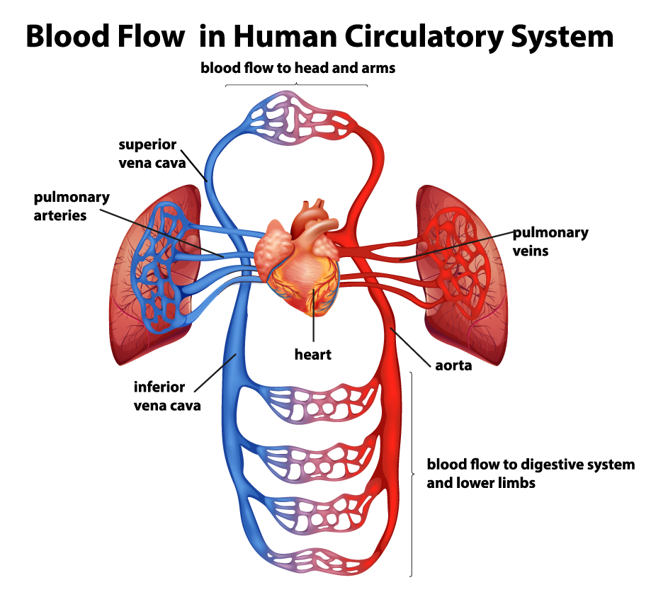 Arteries – NEHC Academy