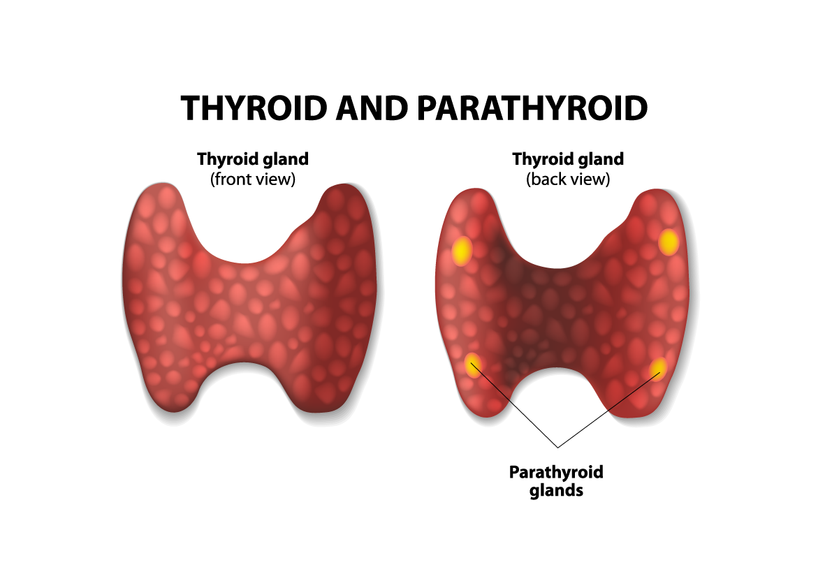 Thyroid – NEHC Academy