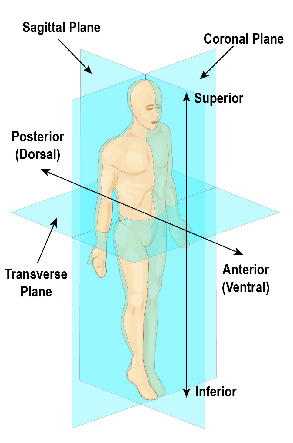 Anatomical Body Planes