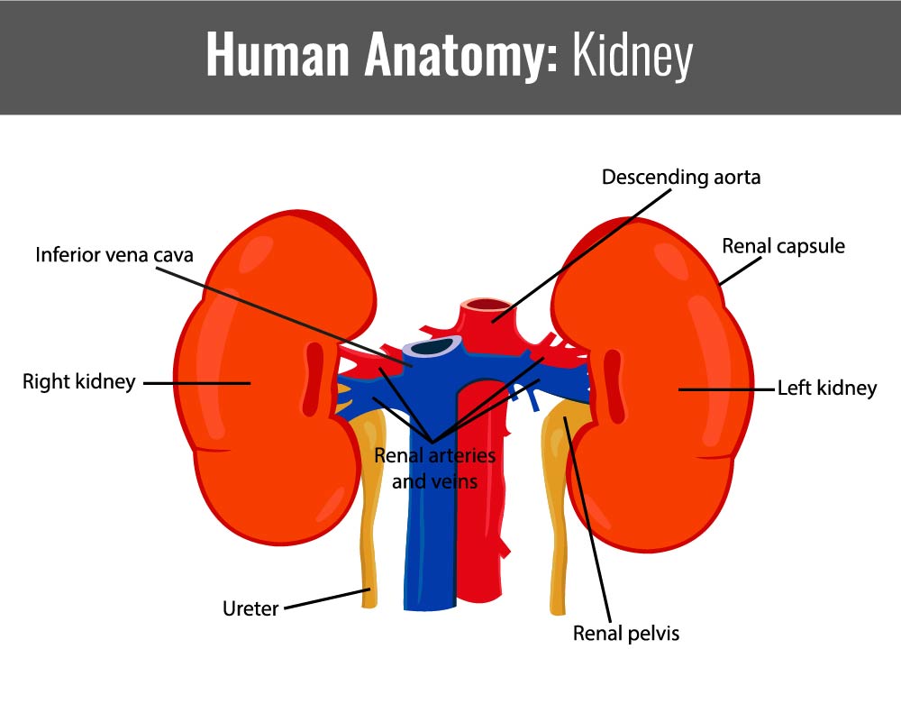 Kidneys – NEHC Academy