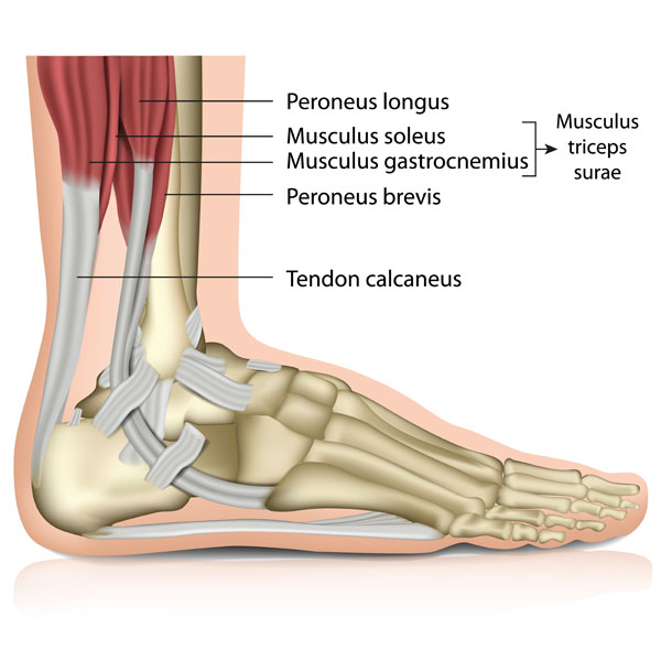 MusculoSkeletal – Ankle and Foot – NEHC Academy