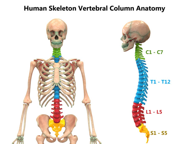 Vertebrae   NEHC Academy