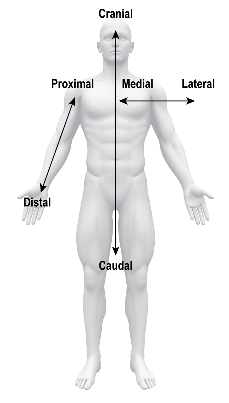 Body Terminology Nehc Academy