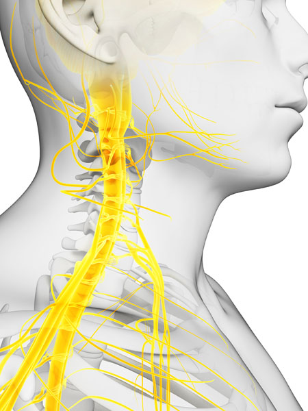 Nervous System – NEHC Academy