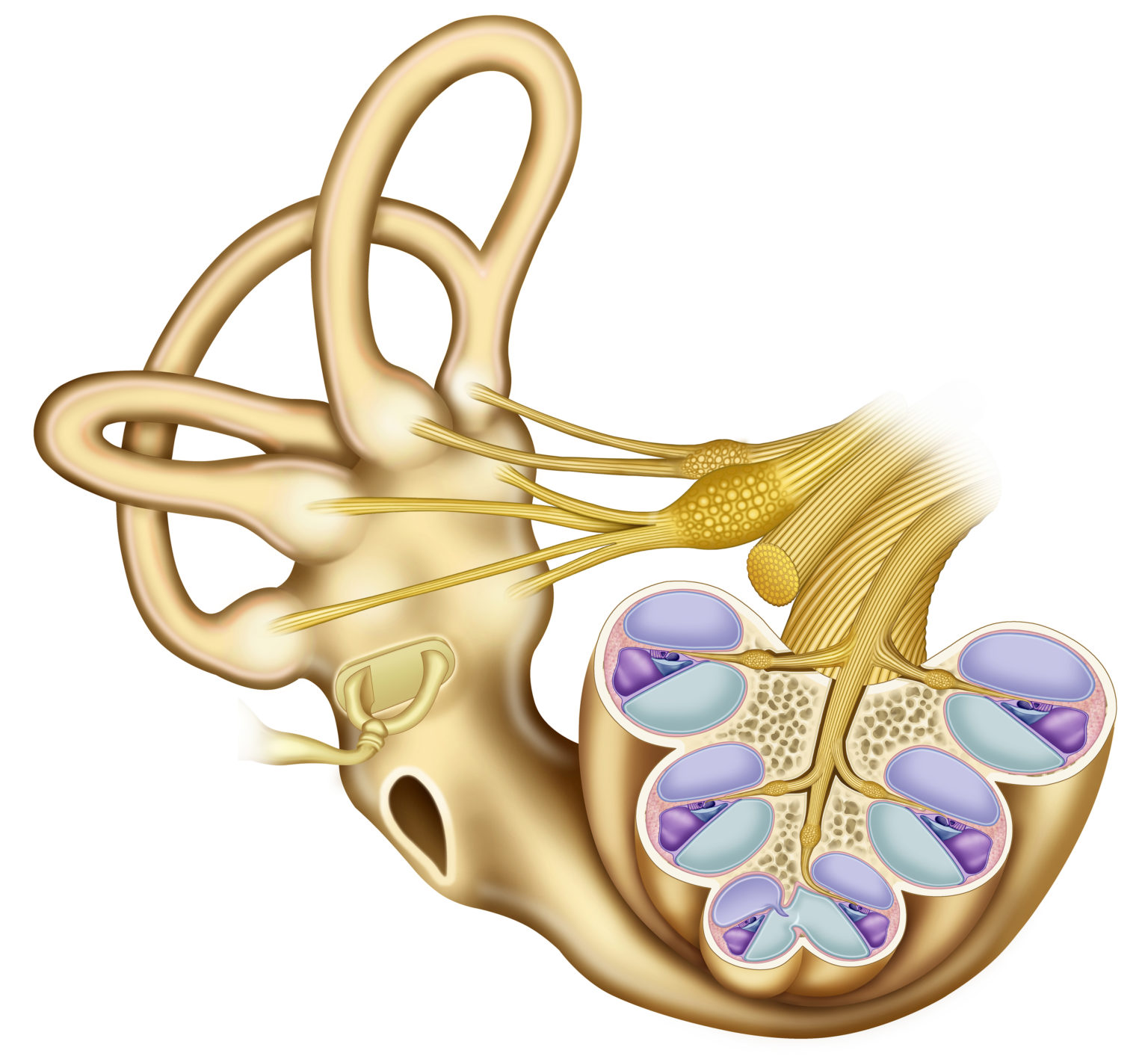 Улитка слухового аппарата. Внутреннее ухо. Внутреннее ухо улитка. Внутреннее ухо улитка анатомия. Вестибулярный нерв и слуховой аппарат.