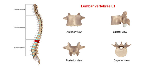 l1 vertebrae location