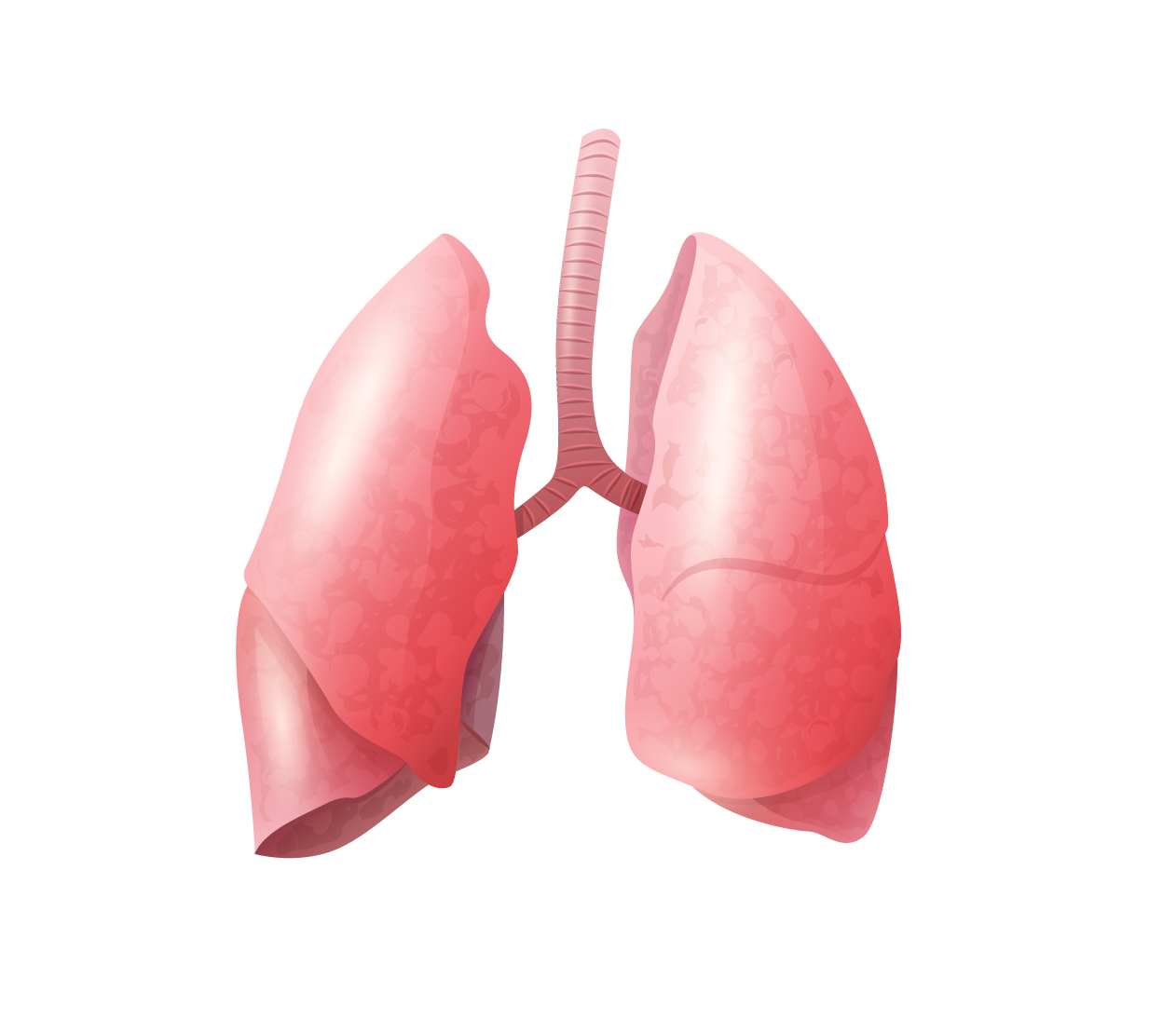 Lungs2